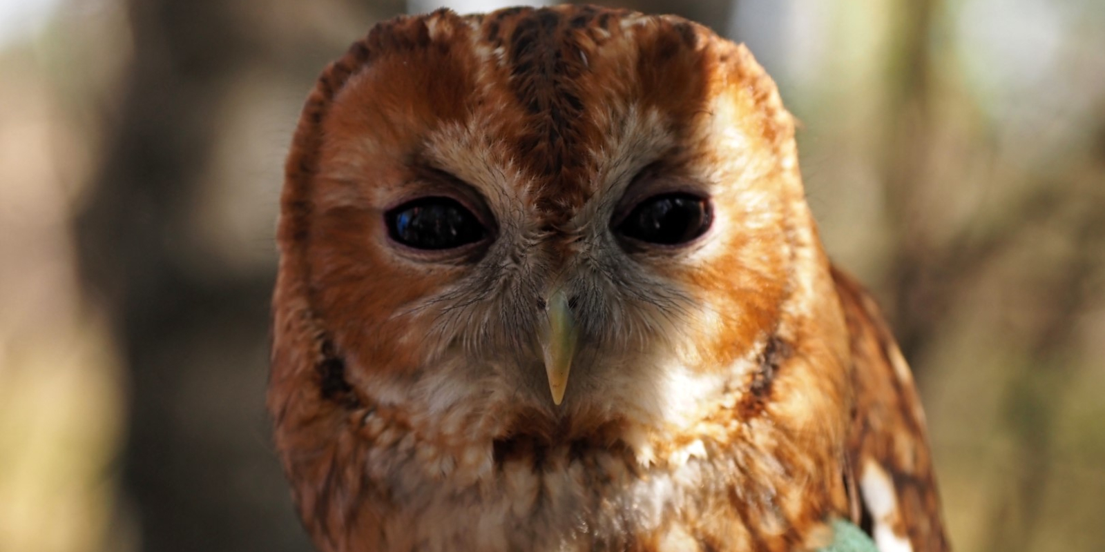 NKL Bos- kerkuilen geplaatst (7)