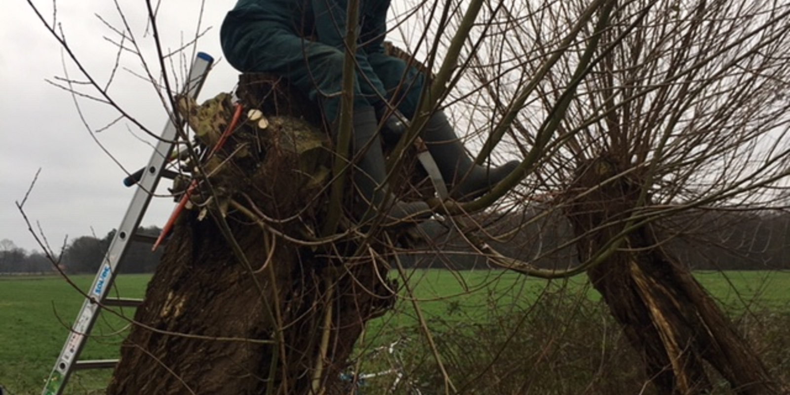 foto-knotwilg-enhoe-2020-8-inspanning