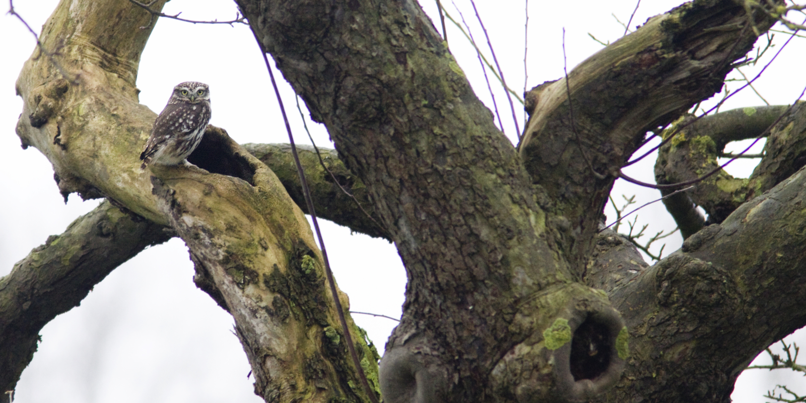 foto steenuil fruitboom holte