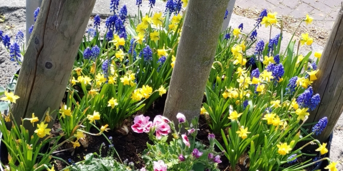 Boomtuintje voorjaarsbloeiers