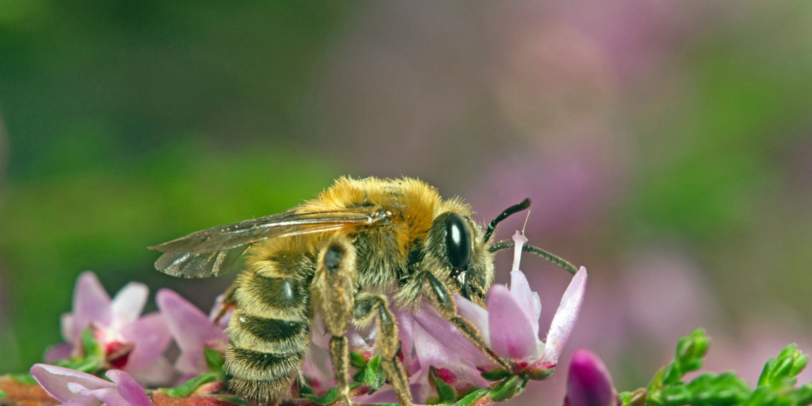 heidezandbijandrenafuscipesjtsmitimg1689-large
