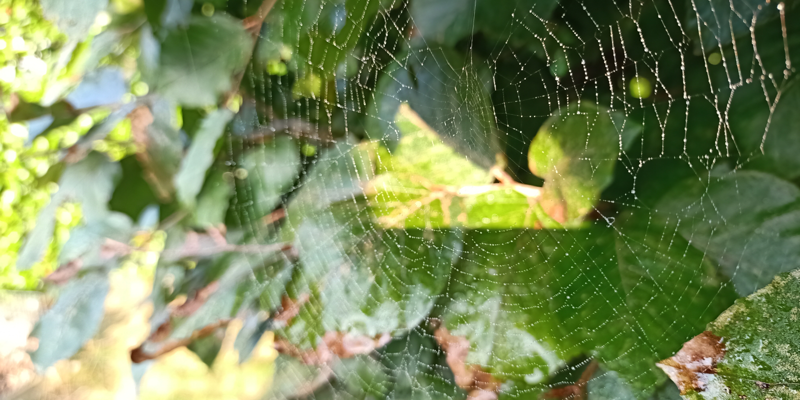 IMG20210922171950_headerherfst01