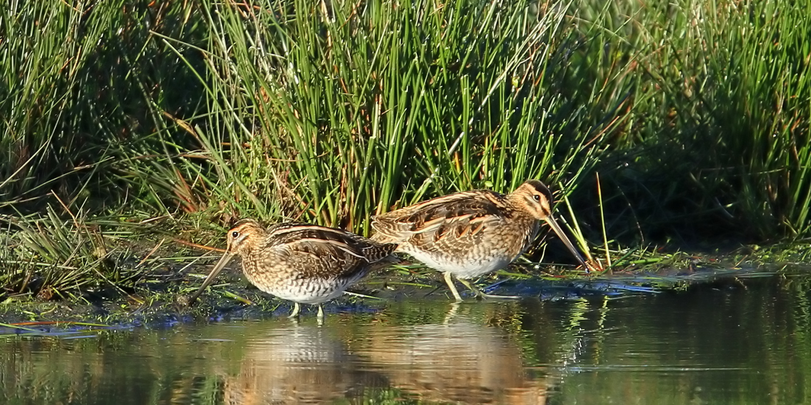 230227 VWG Losser Watersnippen