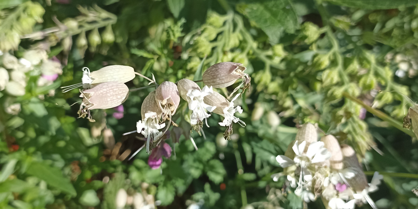 Groenbezig_zomertips_inheemsebloei