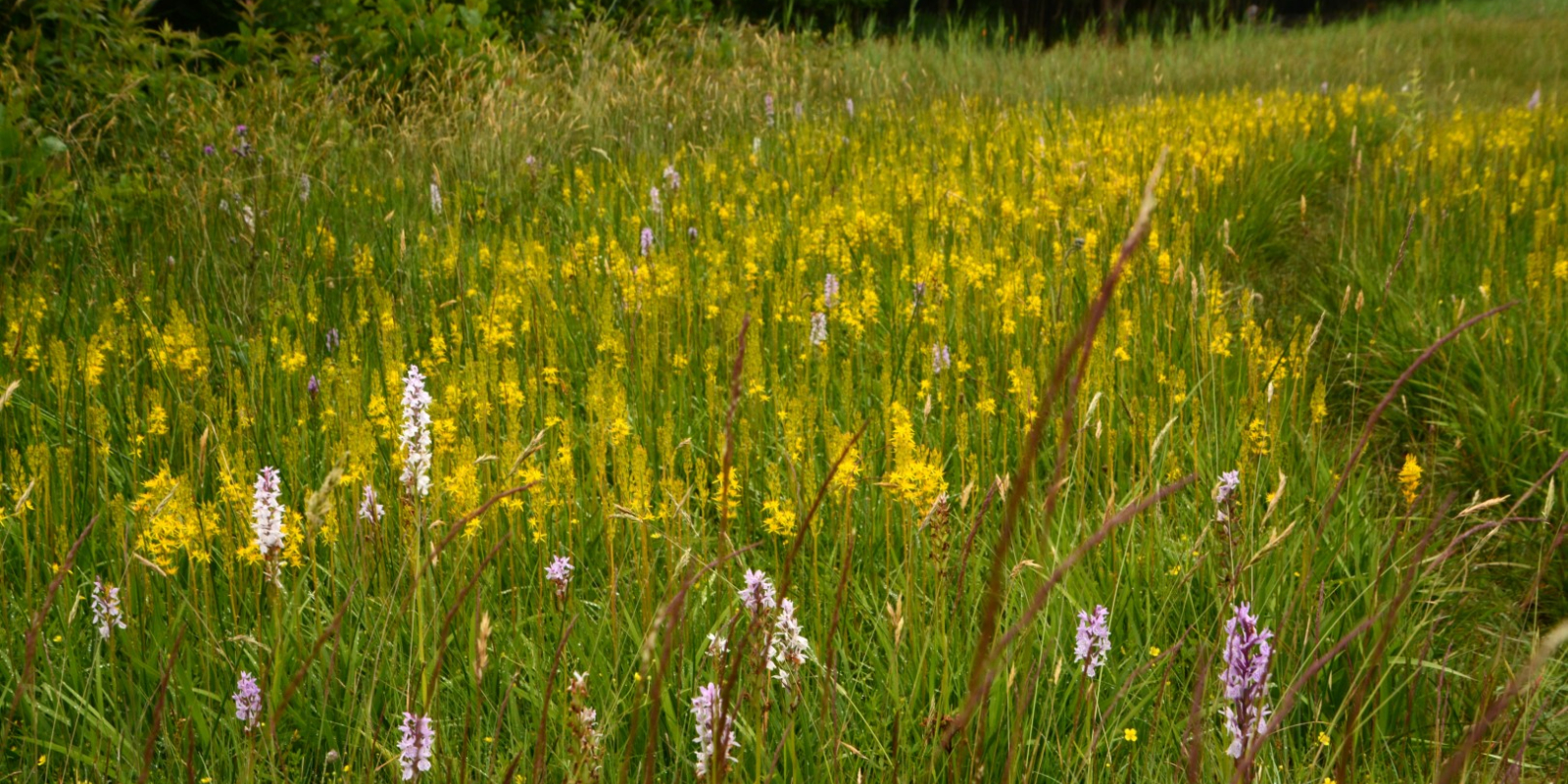 nkl-dal-mosbeek-serie-2018-21kopie-large
