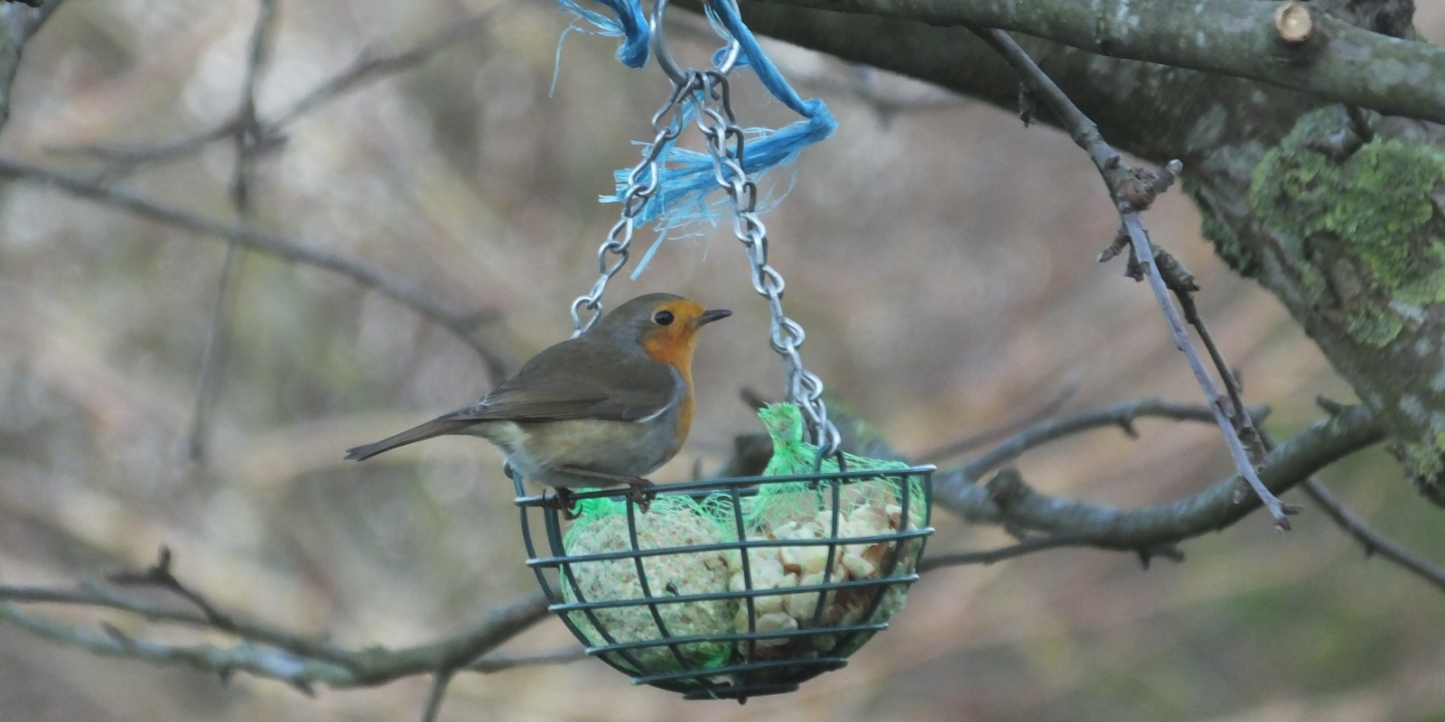 roodborstje wintervoedering