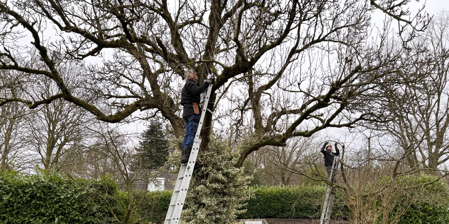 Snoeiwerk Hoogstambrigade Steenwijkerland