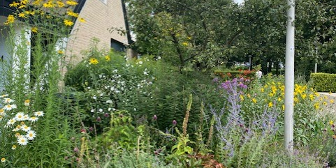 Andoorn gevarieerde border bocht