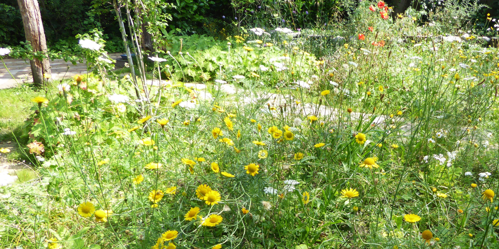 241127 tuincoaches tuin 4