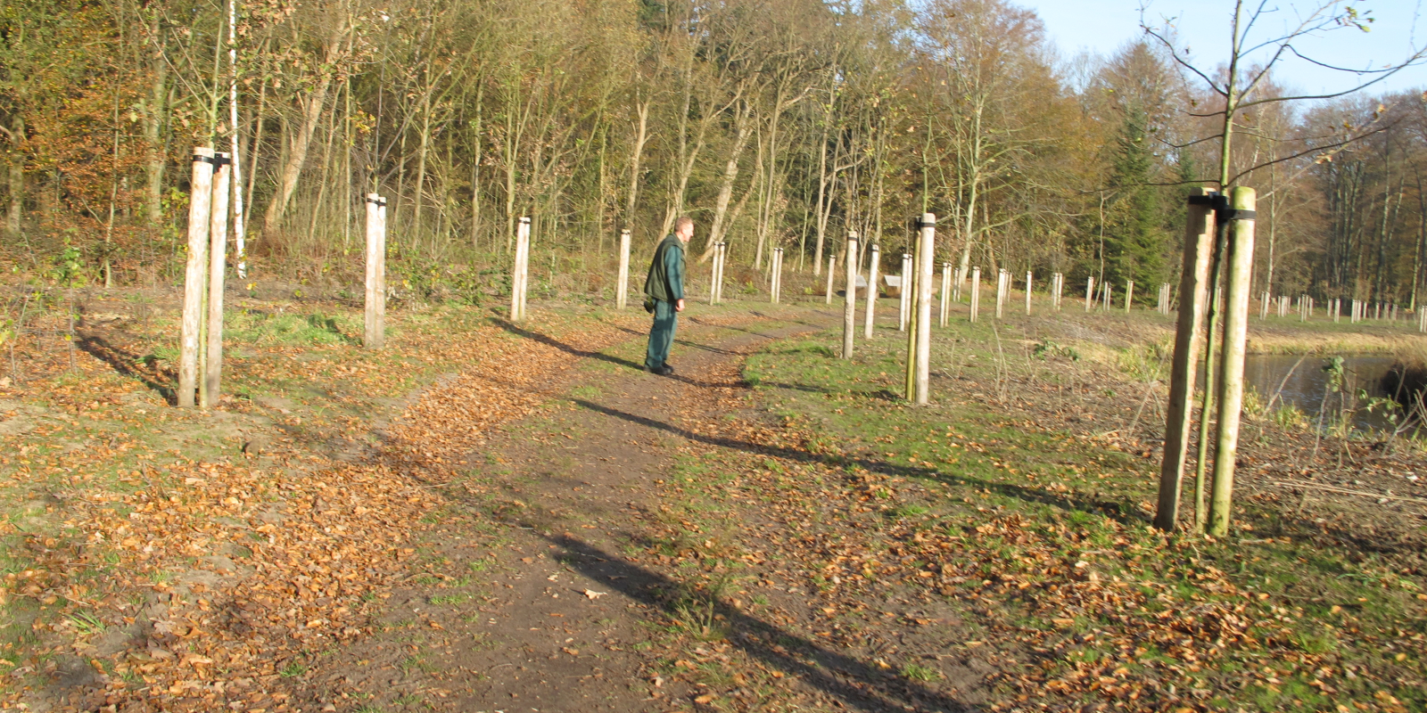 groene-loper-hvt-jonge-bomen-4