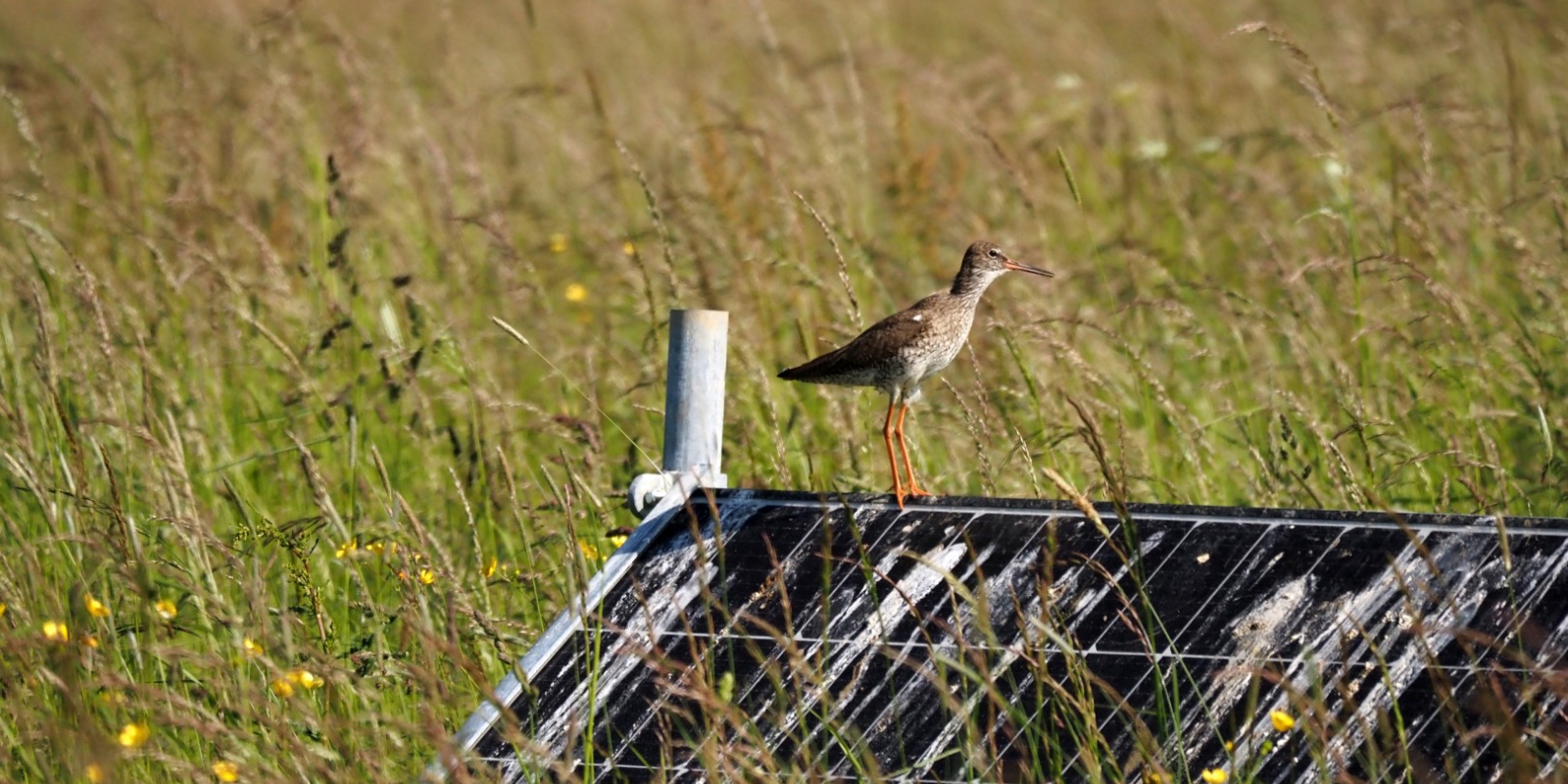 Plasdras IJssellandschap Klunder (13)