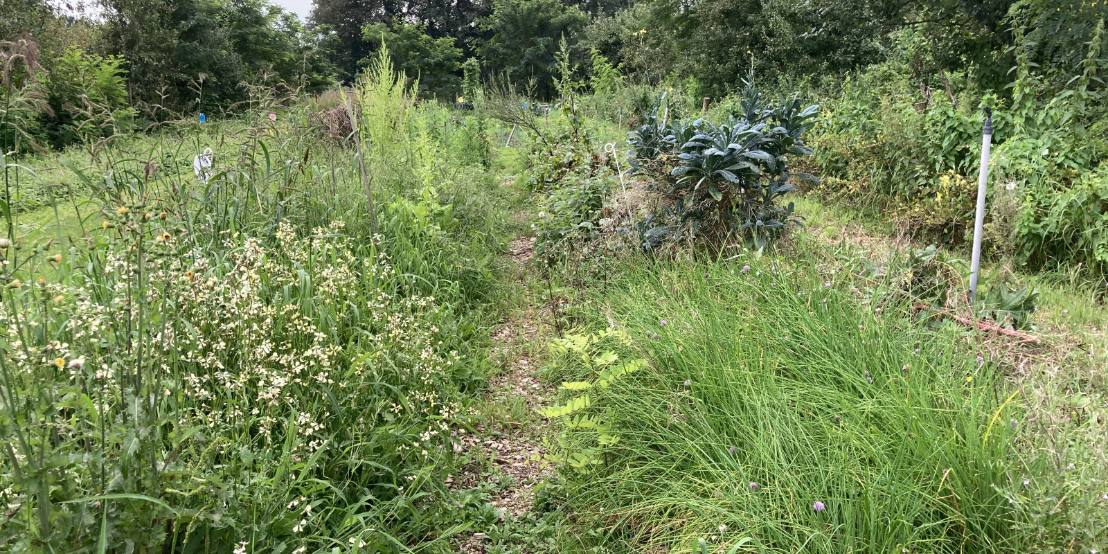 230823 Decohof buiten 2