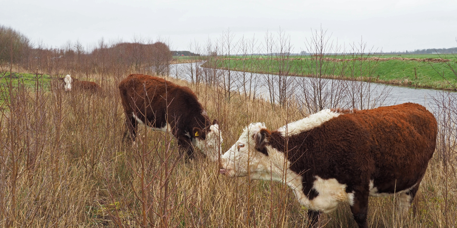 nkl-vb-eeserwold-feb-2020-4