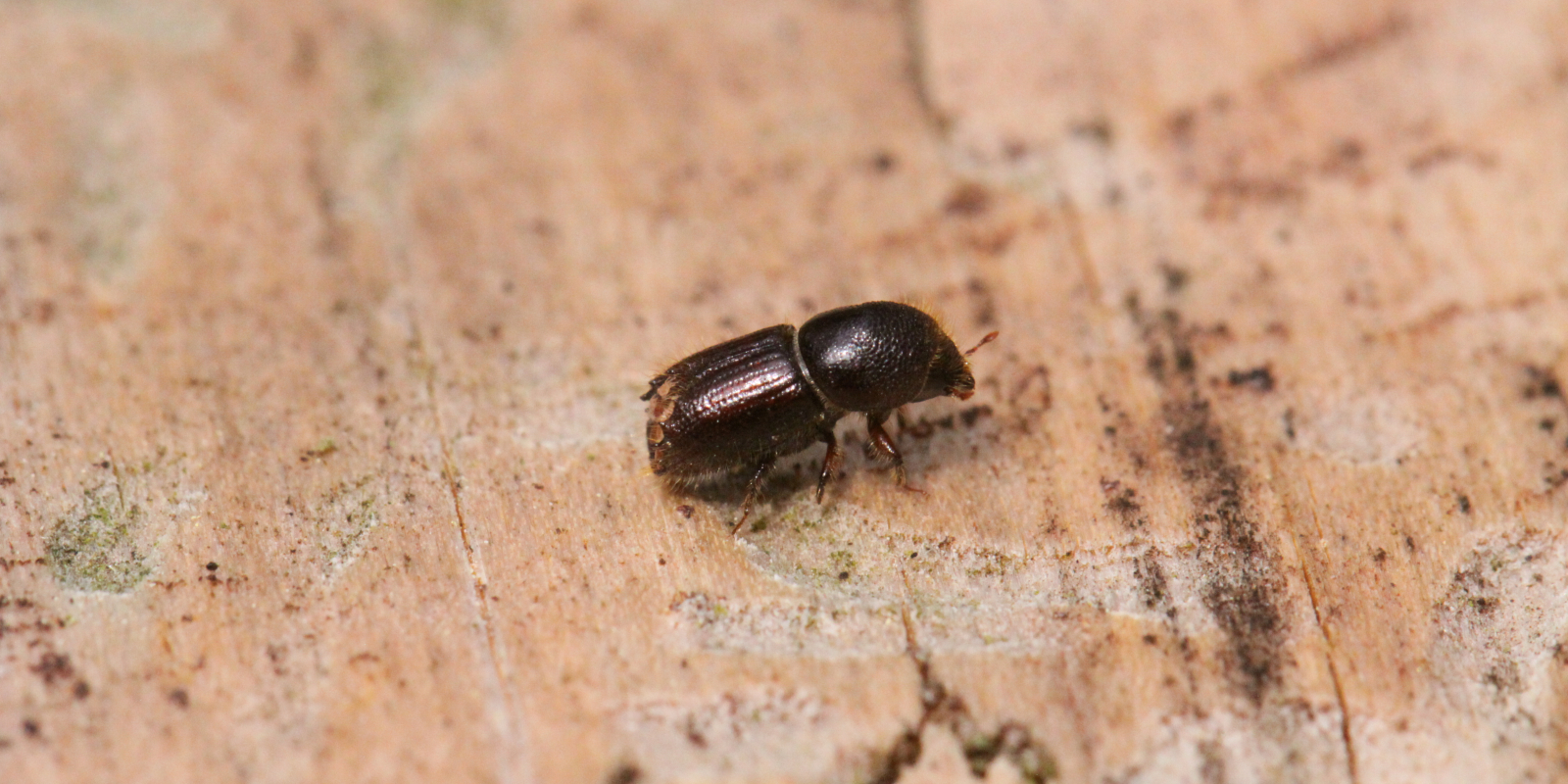 letterzetter-jan-slaats