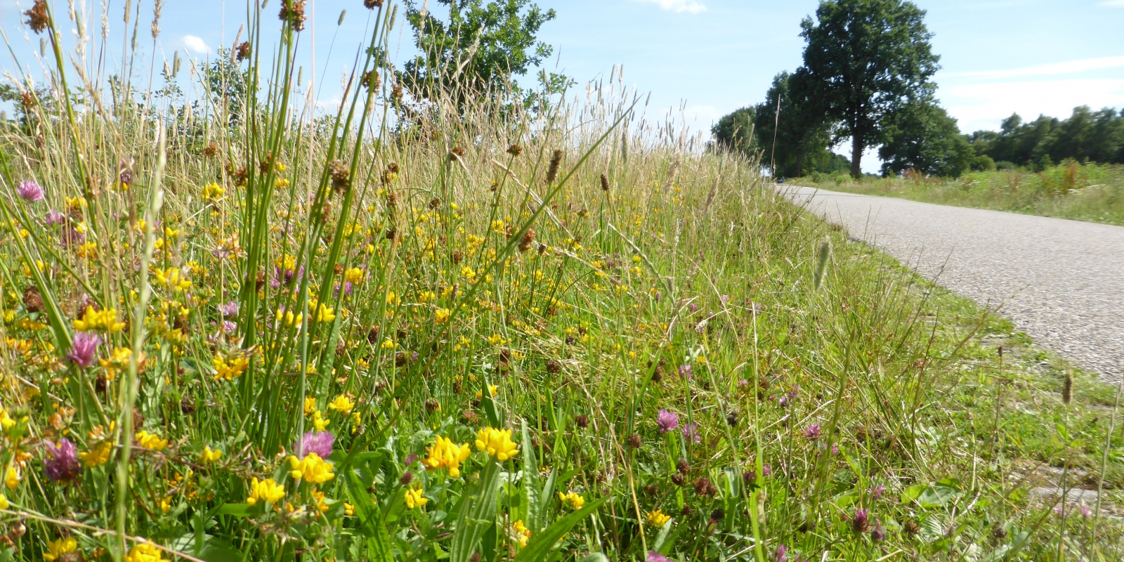 bloemrijke-berm-michiel-poolman-6