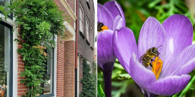 dvt_Klimplant_Krokus_2023