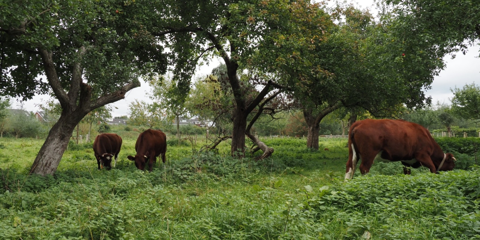 Iesselcider hoogstamboomgaard (12) (Large)