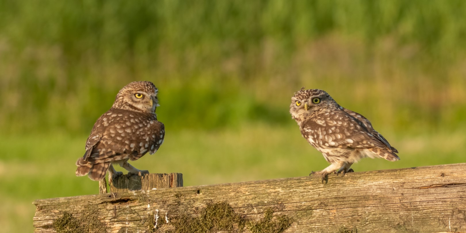 Steenuilen fotograaf Heleen Hamer (1)