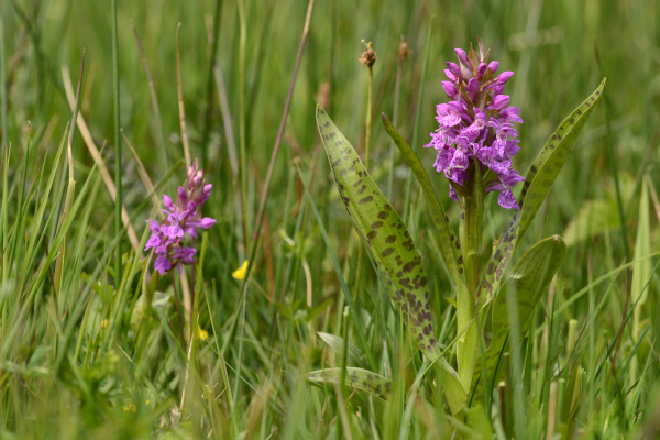 Wandelen in het Dal van de Mosbeek, orchideeën kijken