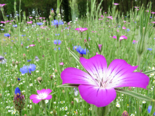 klik op de stippen voor meer mooie foto's - bloemenweide met bolderik en korenbloem