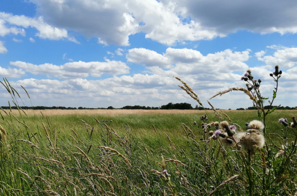 Uitzicht over de Deurninger Es anno 2019