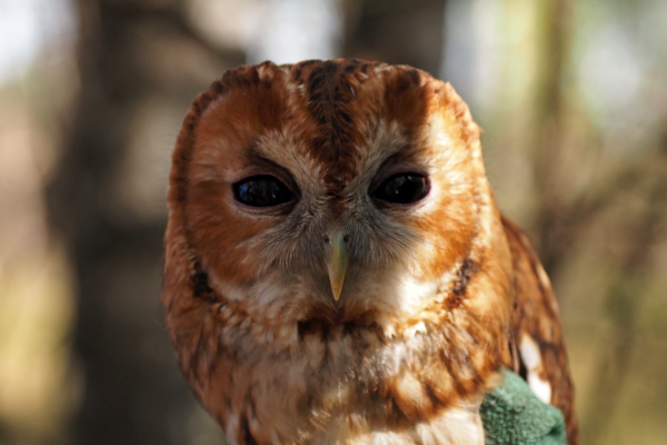 Teleurstellend seizoen werkgroep bos- en kerkuilen Hellendoorn-Nijverdal-Holten