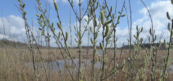 Groenbezig lentetips 2024