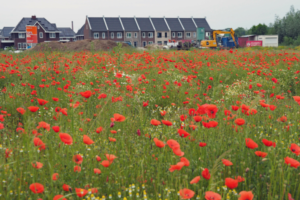 Aan de rand van de wijk