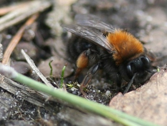 Een bijenbank bij het insectenhotel