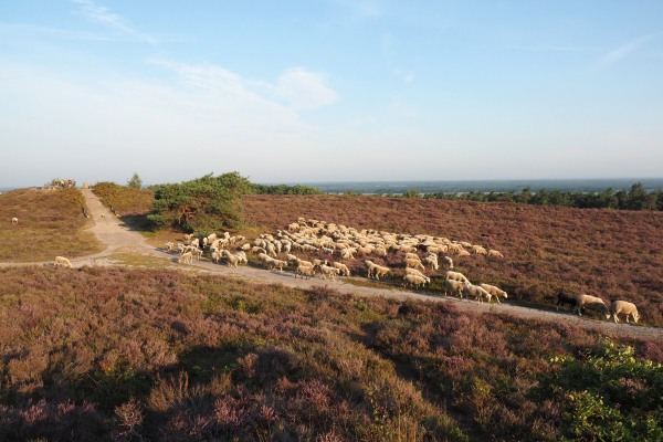 Op de grote stille heide