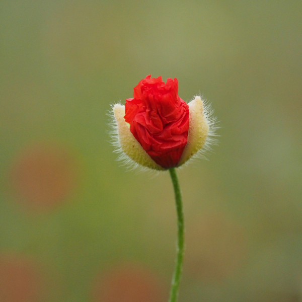 Ontluikende klaproos