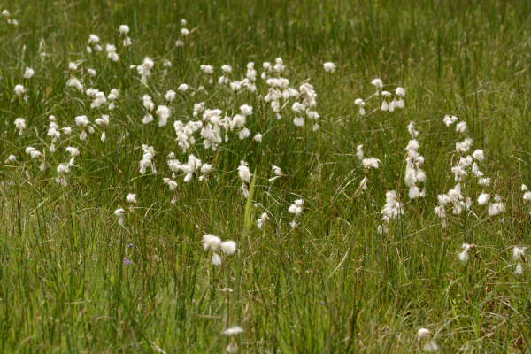 Veenpluis of Wollegras in het bronnengebied. Weet niet zeker welke het is