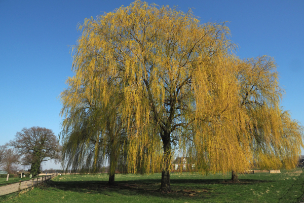 Treurwilg in het vroege voorjaar