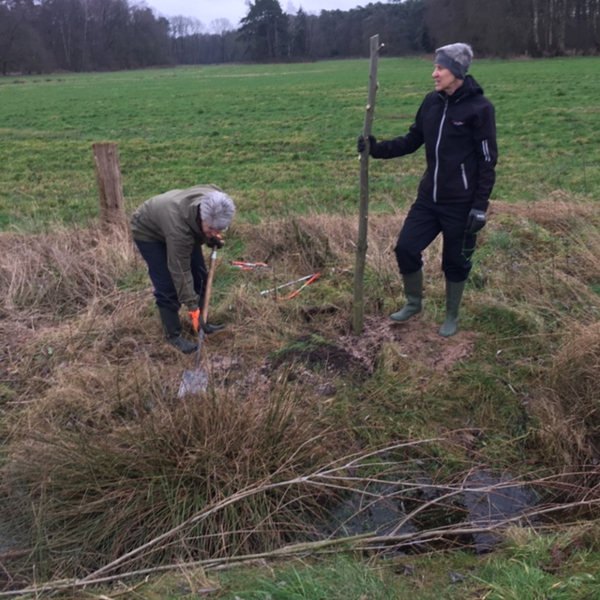 nieuwe knotwilg in de maak