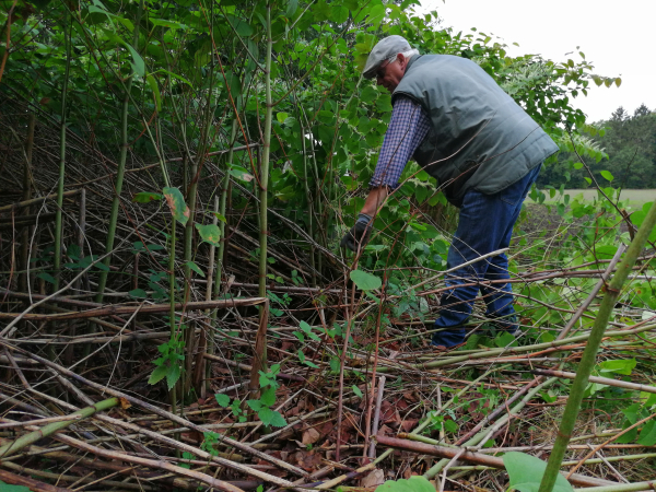 De strijd aan met de Japanse duizendknoop