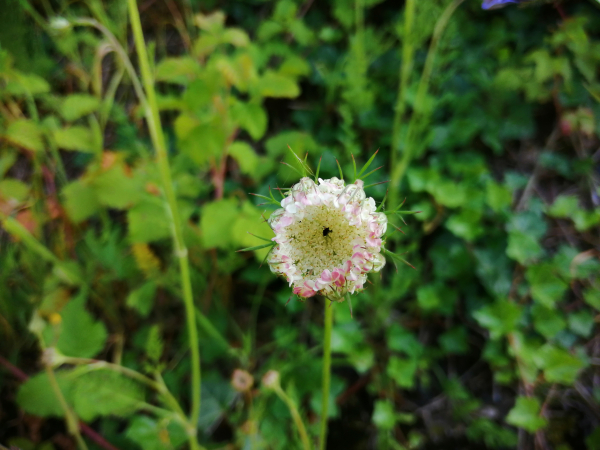 Wilde peen - vogelnestje