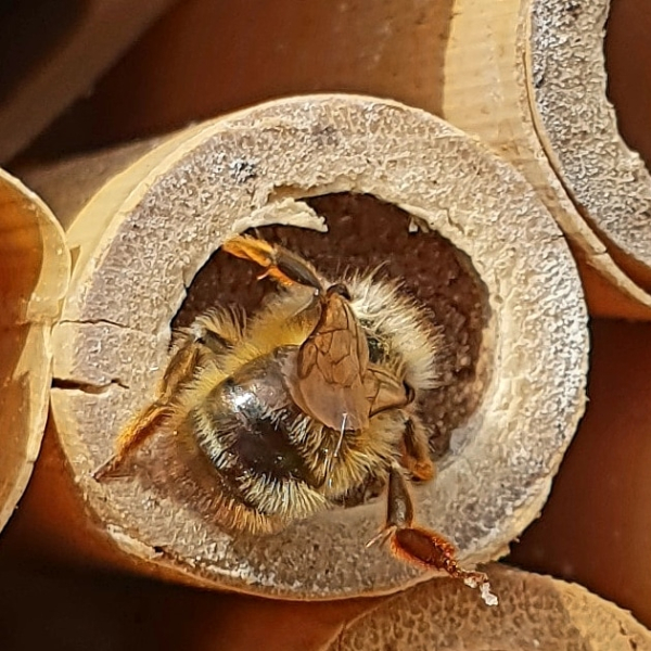 Wat zoemt er in mijn achtertuin?