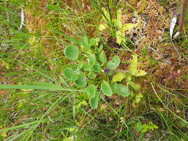 Parnassiaveldje revisited