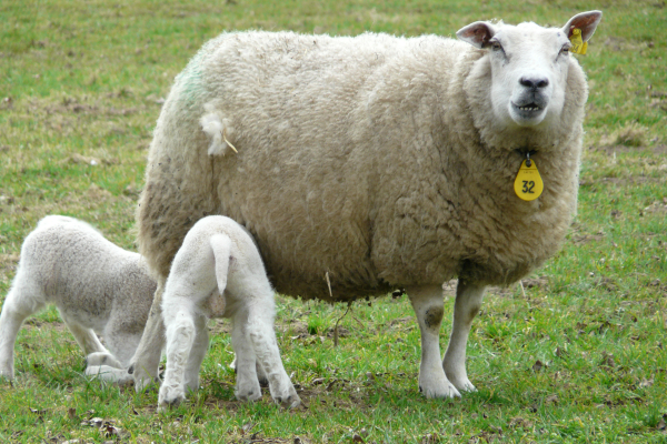 lammetjes in de wei