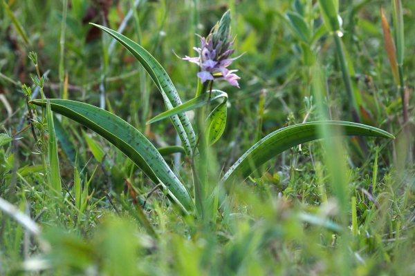 onopvallend verstopt maar aanwezig, gevlekte orchidee