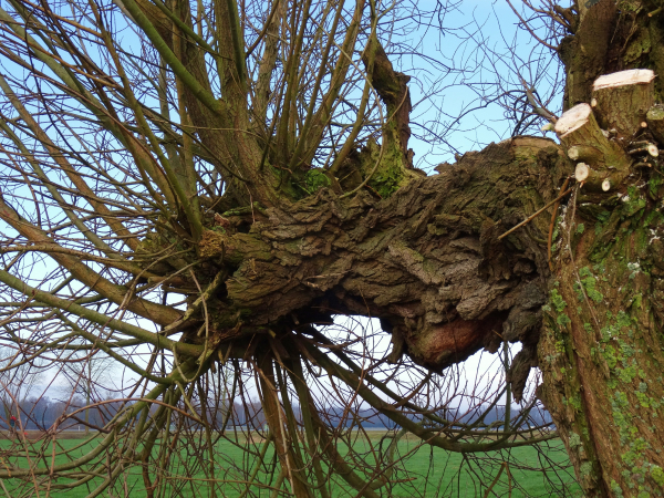 Natuurwerkgroep EnHOe behoudt knotwilgen voor de toekomst