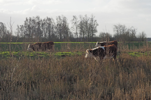 Hereforders in Oeverlanden Eeserwold