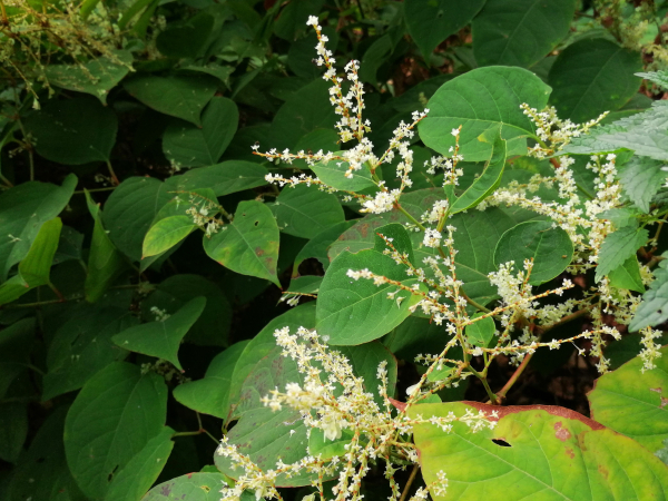 Japanse Duizenknoop Bloem
