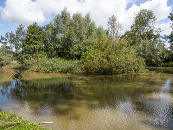 Eendenkooi Haasjes, een oase in het uitgestrekte weidelandschap van Hasselt