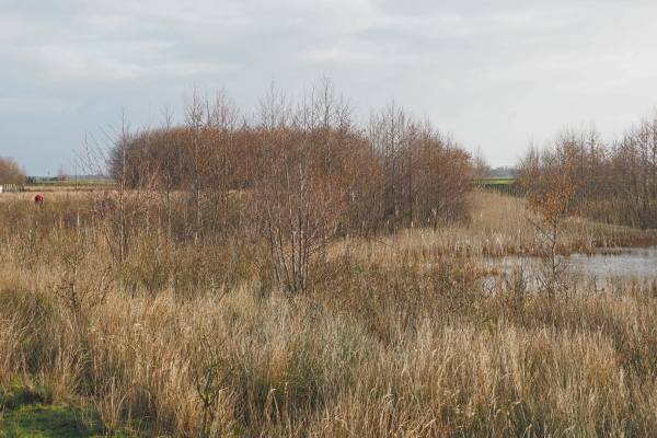 Bosopslag in Oeverlanden Eeserwold