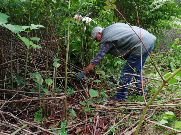 Japanse Duizenknoop Aan de slag
