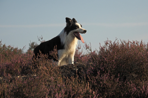 Onvermoeibaar en alert