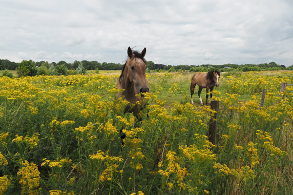 De schoonheid van de omgeving