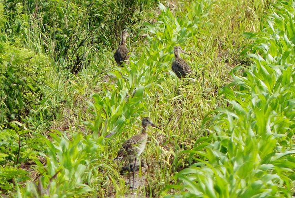 Jan Kerssies, vrijwilliger voor boerenlandvogels