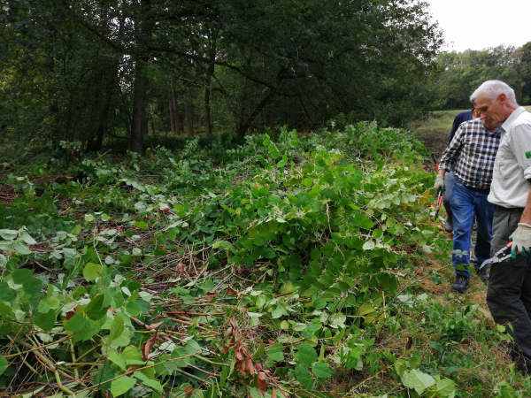 Japanse Duizenknoop Gewoon alles plat